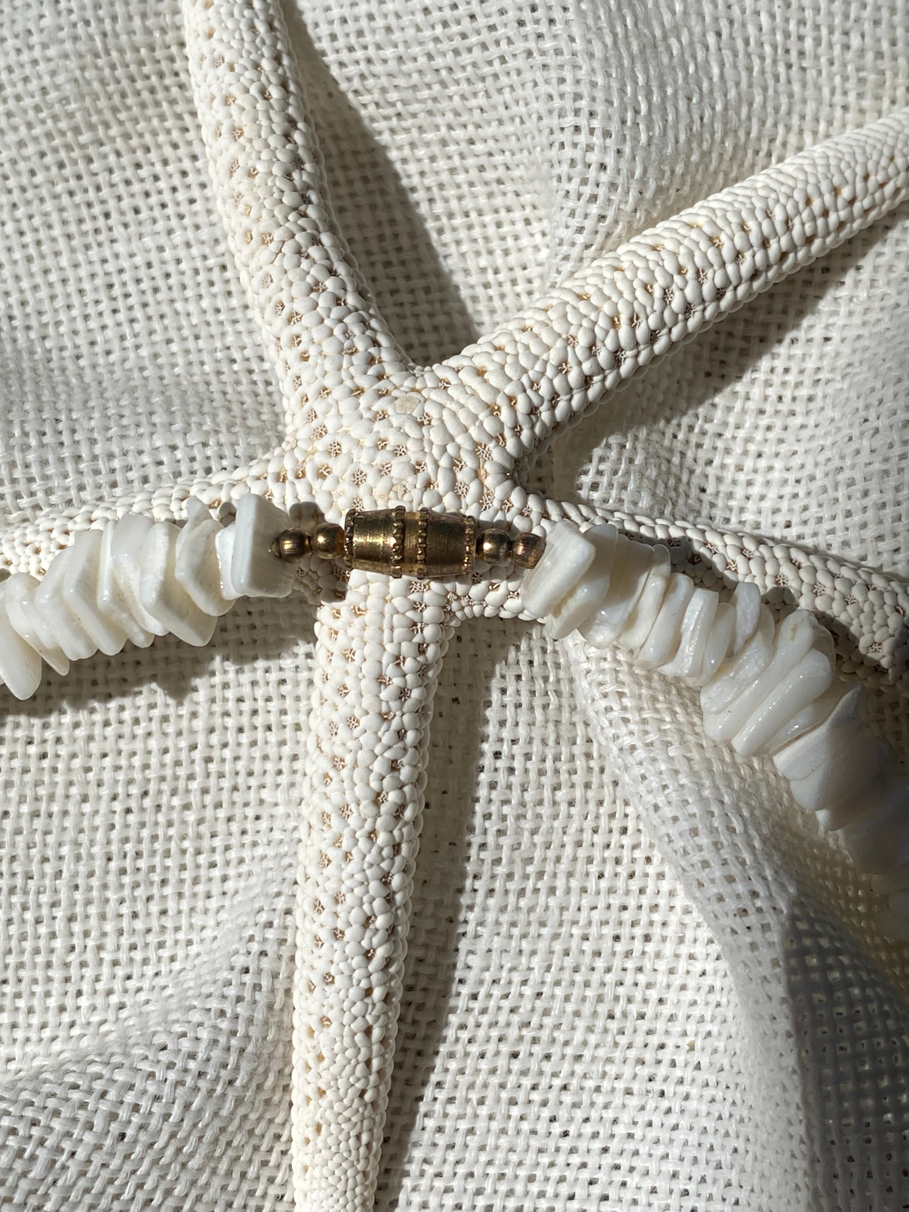 Conchiglia di Teti collana in vere conchiglie