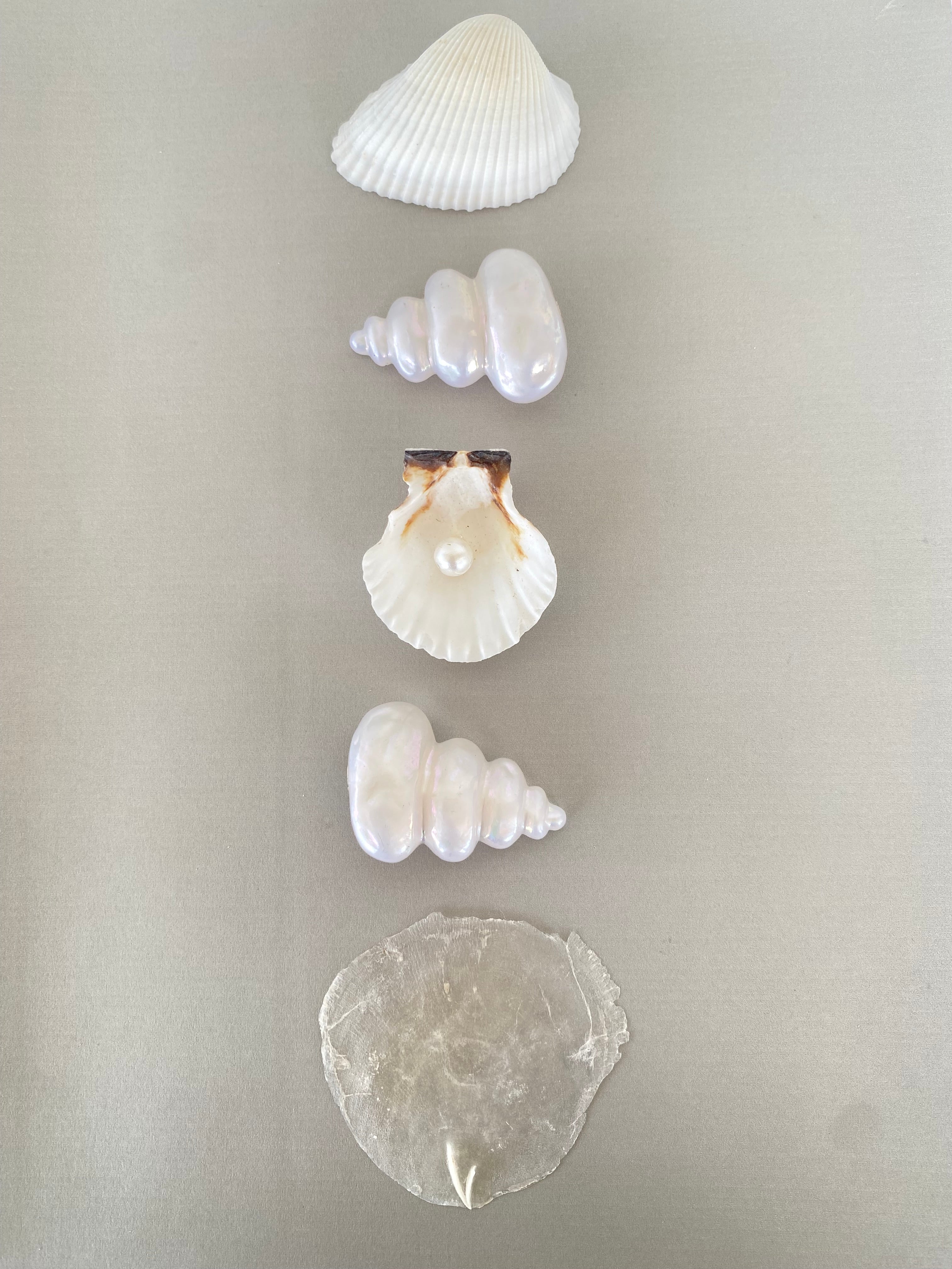 Nausicaa orecchini a conchiglia a clip