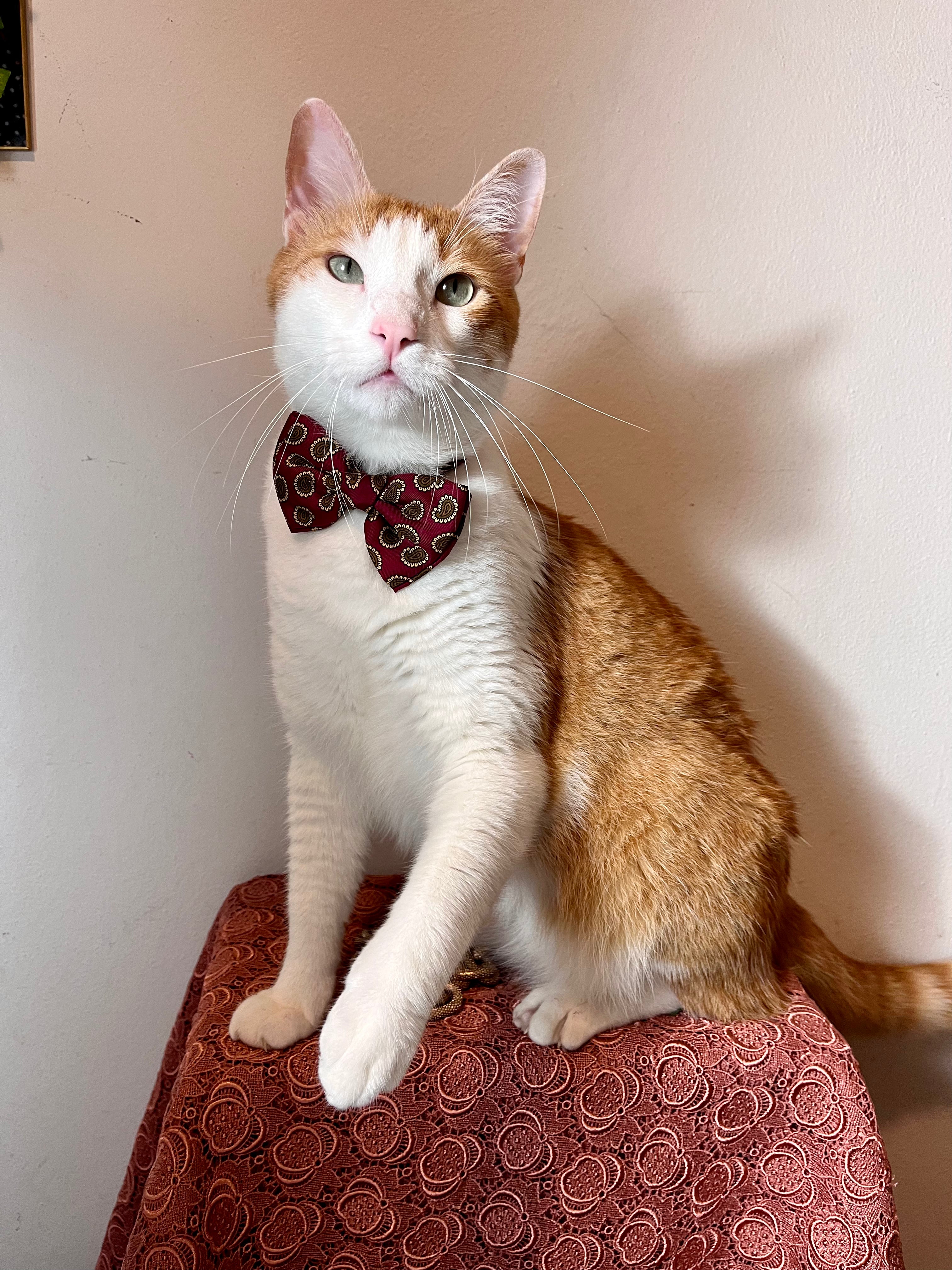 Noeud papillon Armani en pure soie baroque