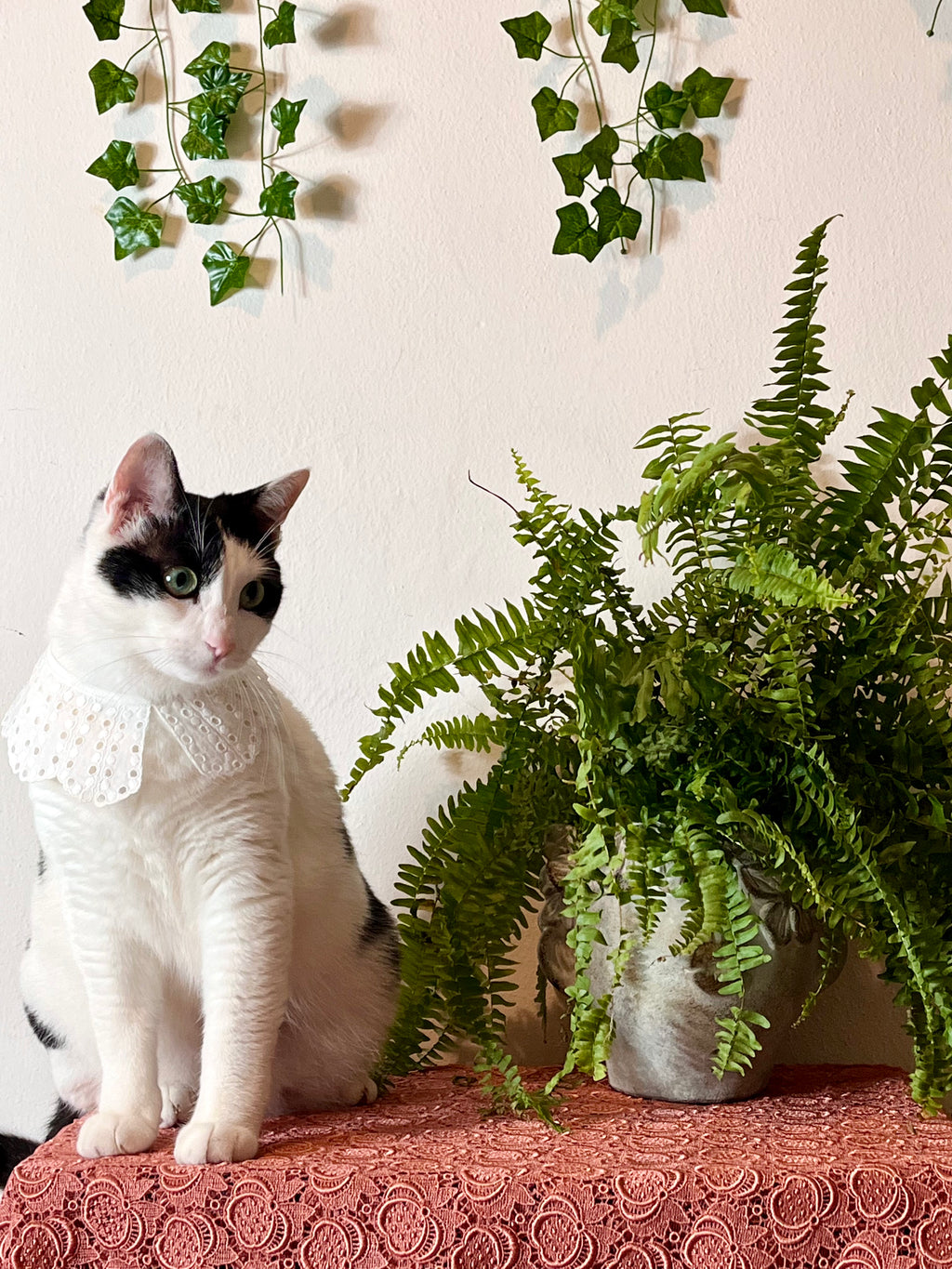 Col puritain en coton