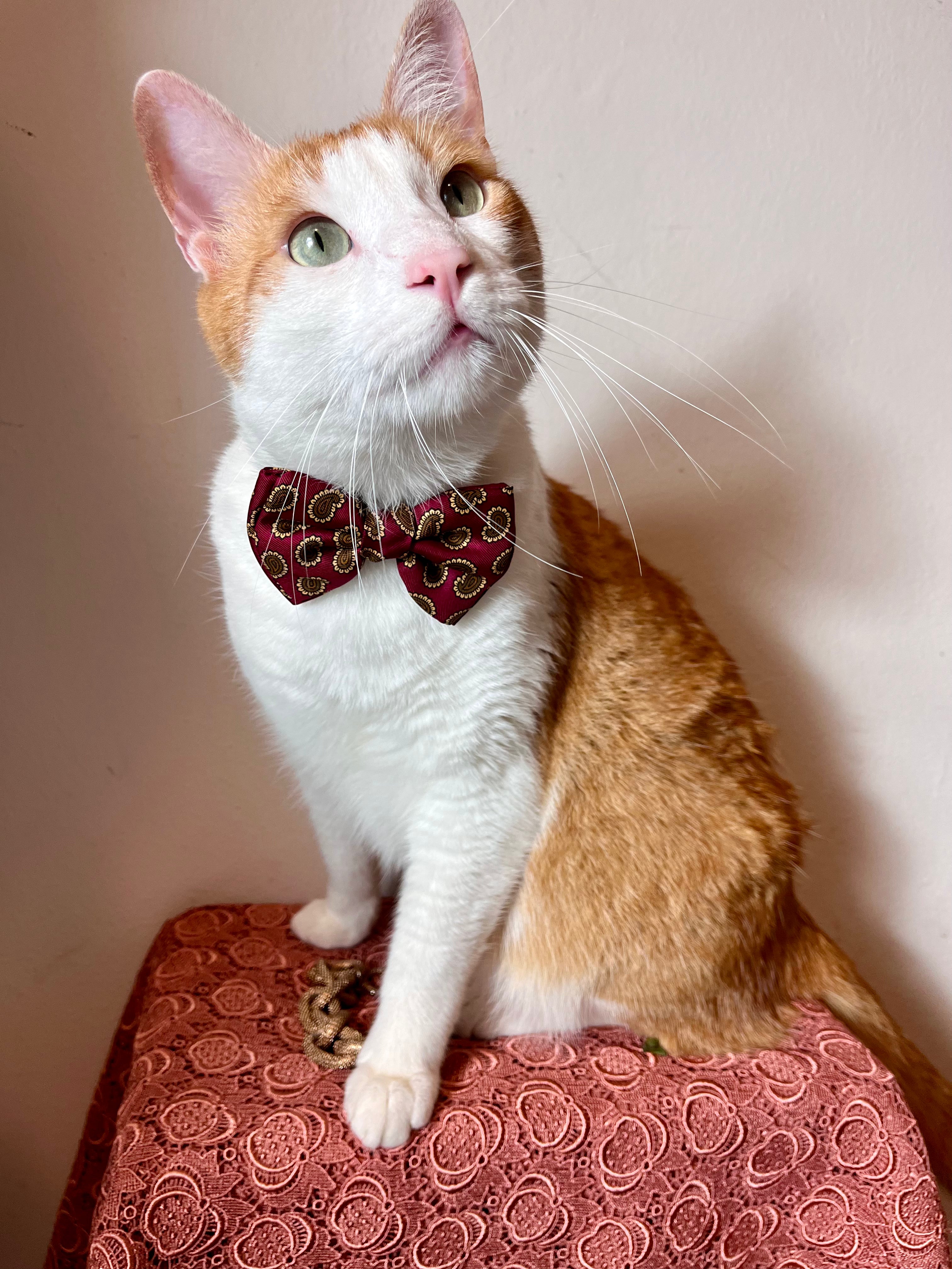 Noeud papillon Armani en pure soie baroque