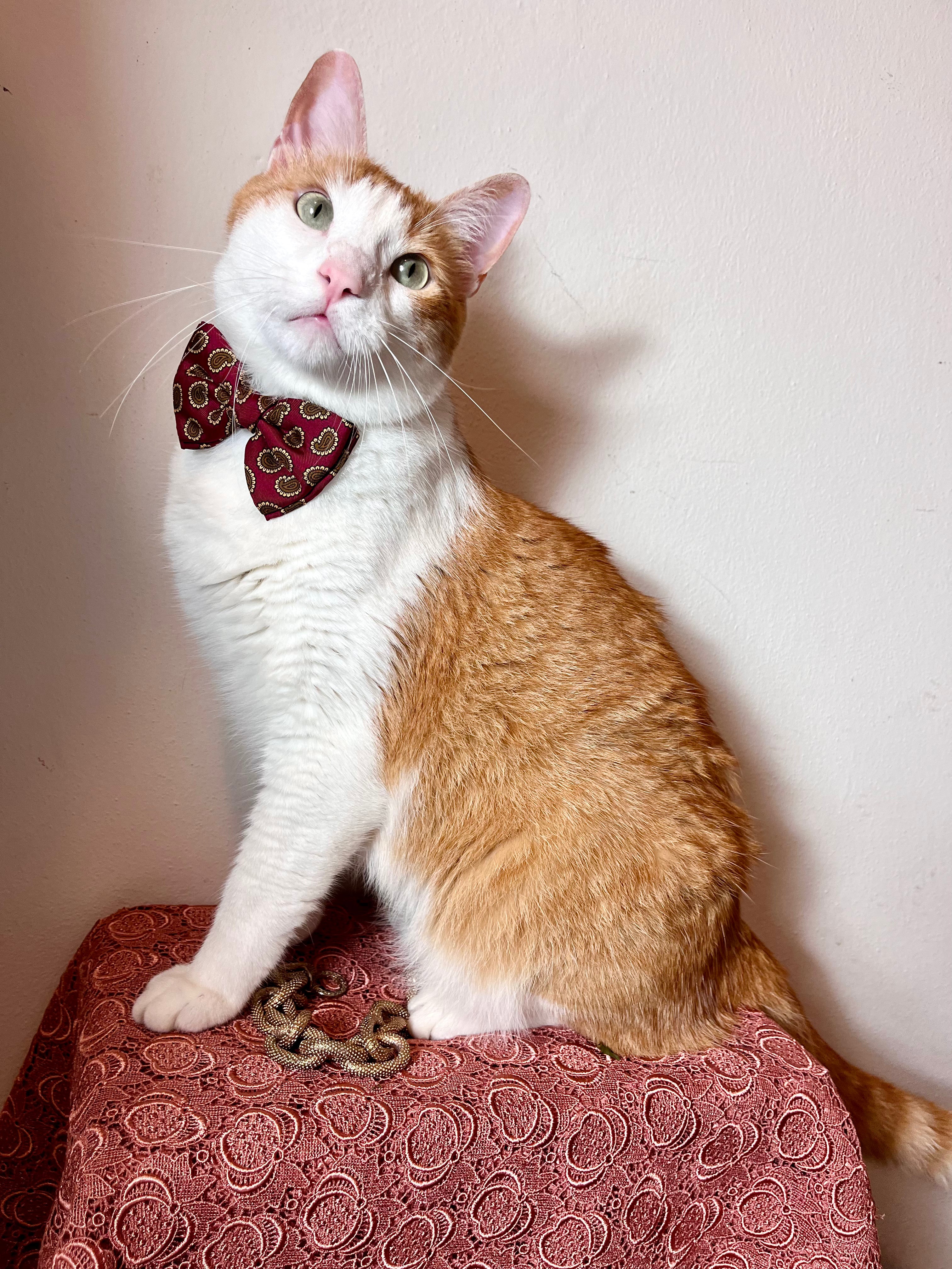 Noeud papillon Armani en pure soie baroque