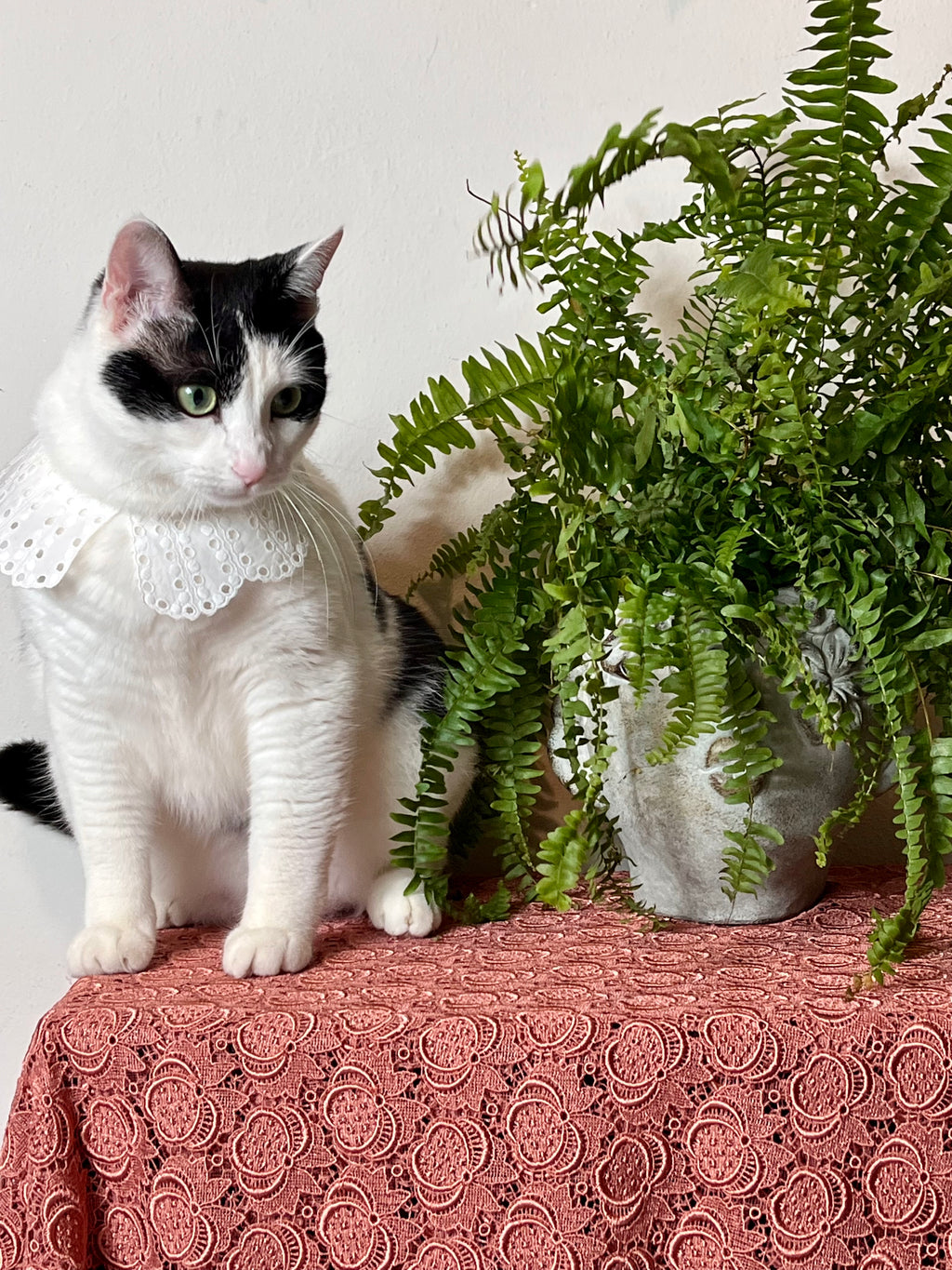 Col puritain en coton