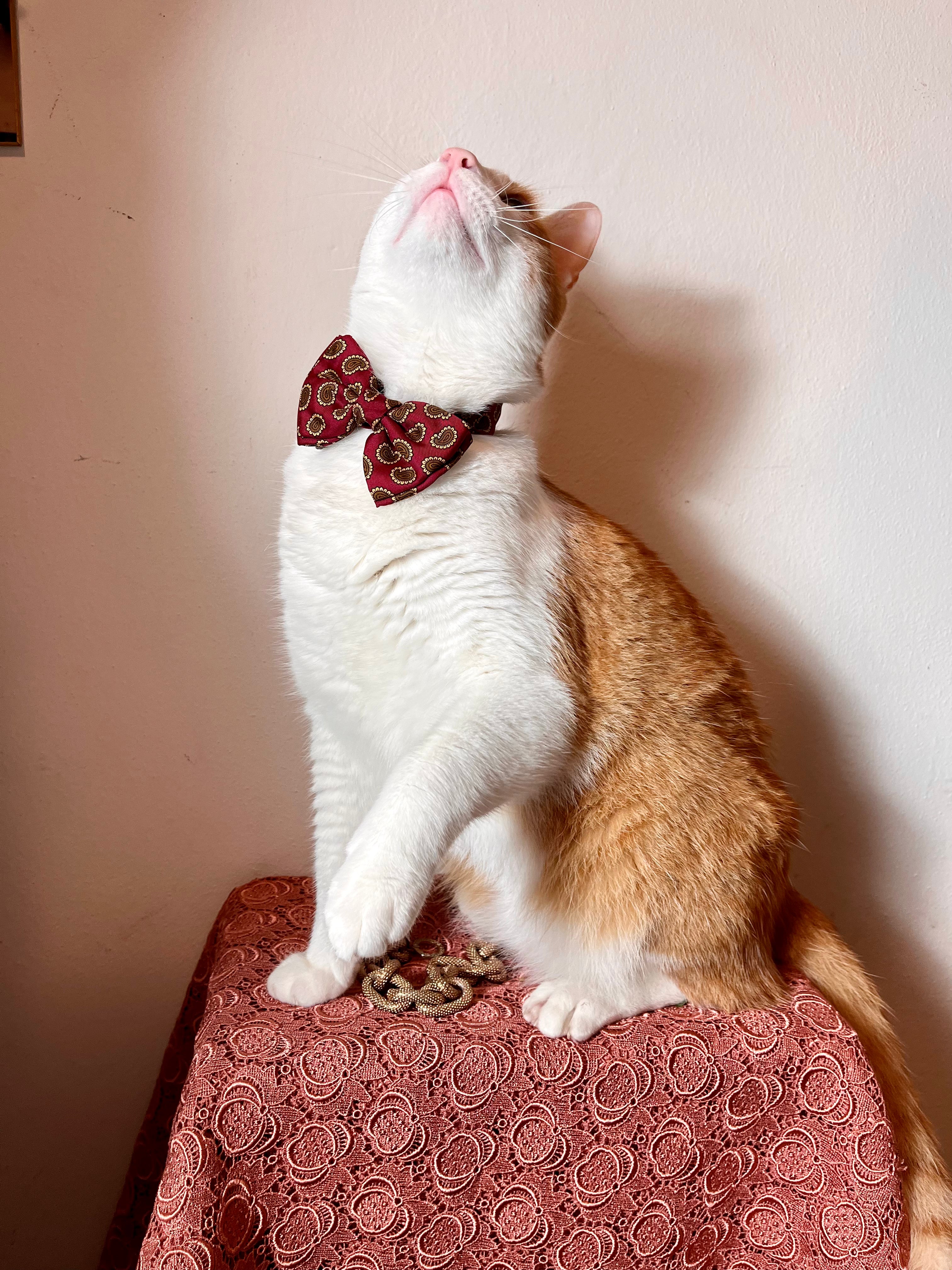 Noeud papillon Armani en pure soie baroque